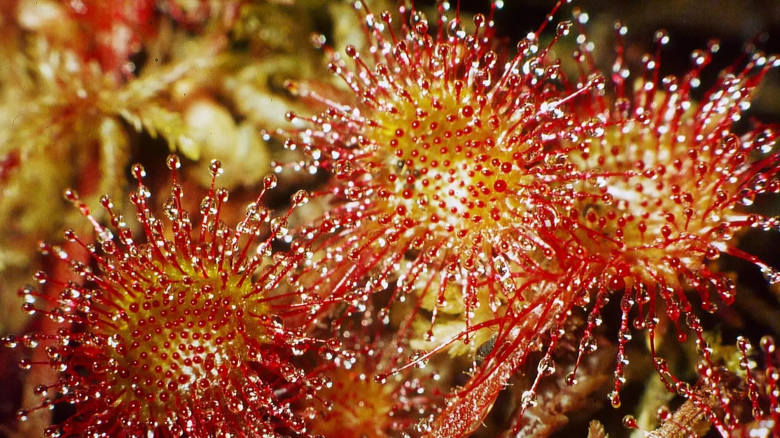 Der Rundblättrige Sonnentau braucht tierische Zusatznahrung, um im kargen Moor überleben zu können. Er fängt<br>deshalb mit seinen Blättern Insekten. (Foto: Ulrich Meßlinger)
