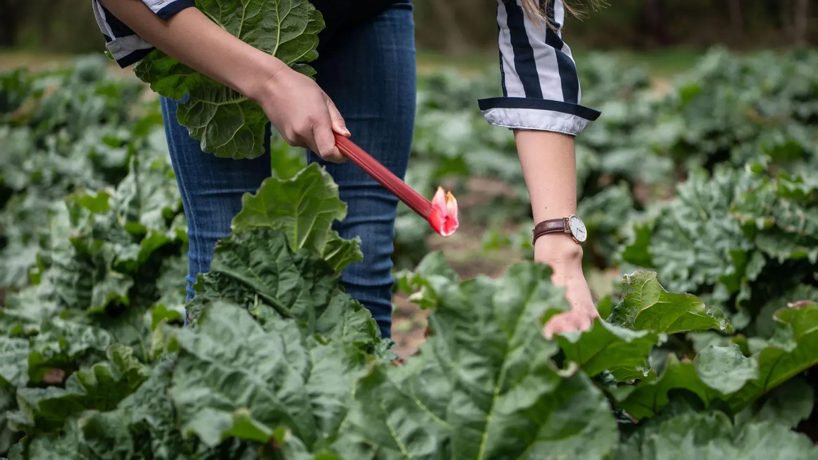 Richtig ernten: Die Stangen des Rhabarbers sollten vorsichtig herausgedreht werden. (Foto: Sina Schuldt/dpa)
