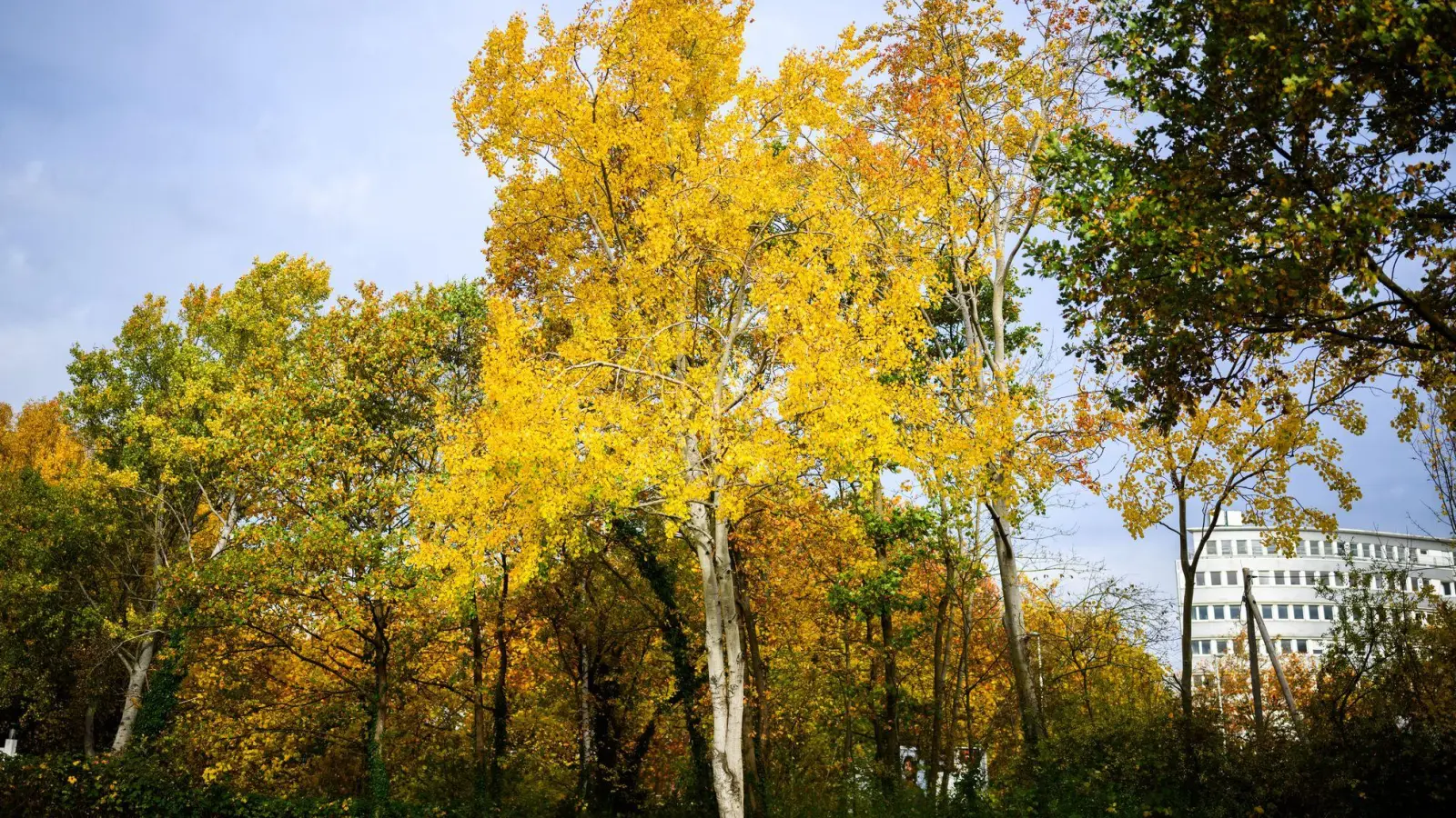 Die Zitterpappel (Populus tremula) - auch Espe oder Aspe genannt -  ist Baum des Jahres 2026.  (Foto: Julian Stratenschulte/dpa)