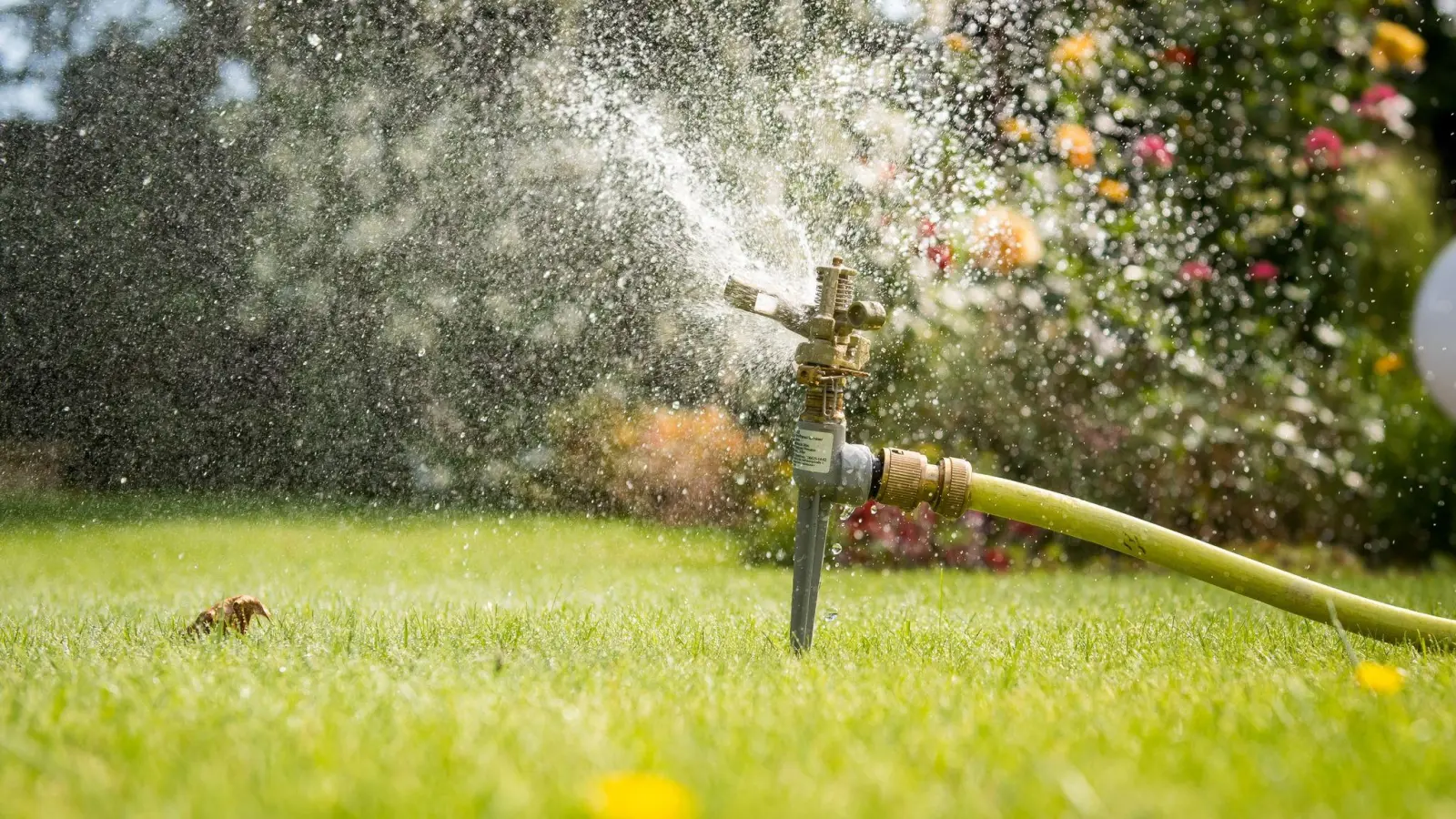 Den Rasensprenger seltener und dosierter anzustellen, das spart nicht nur Wasser, sondern kommt sogar den Gräsern zugute. (Foto: Benjamin Nolte/dpa-tmn)