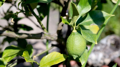 Obwohl die Zitrone eigentlich reif ist, zeigt sie sich noch grün. Fürs Gelbwerden braucht es allerdings Temperaturen unter der 12,5 Grad-Marke. (Foto: Zacharie Scheurer/dpa-tmn)