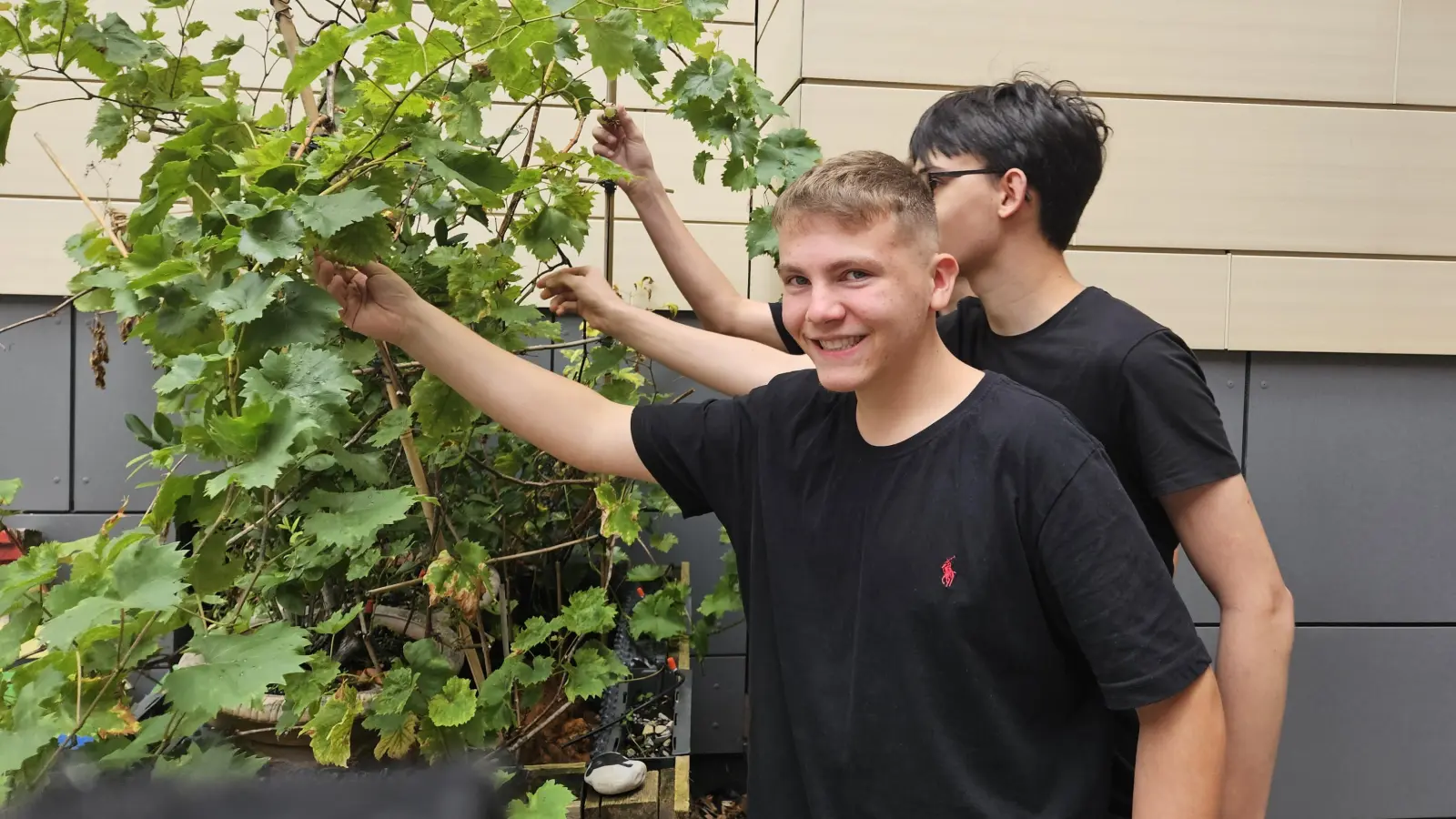 Wissen über die Natur durch praktisches Lernen vermitteln: Die Weinreben sind Teil des Schulgartens an der Laurentius-Realschule Neuendettelsau und wurden nach der Umsiedlung noch erweitert. (Foto: Gerda Seitzinger-Bürkel)