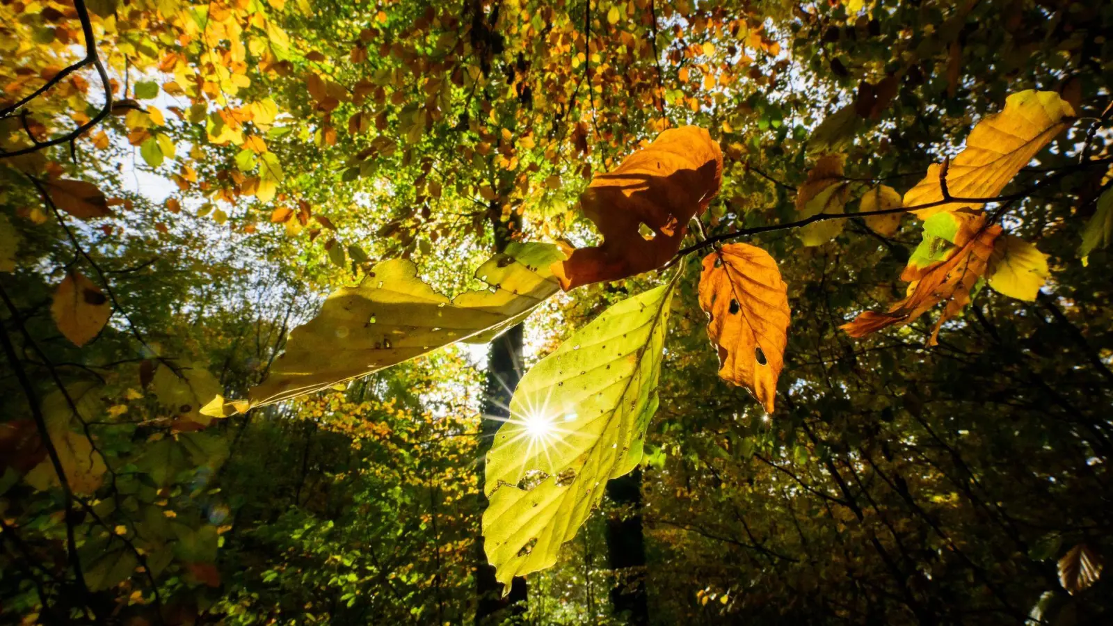 Im Laufe der Woche sind mancherorts Temperaturen bis 20 Grad möglich (Foto: Julian Stratenschulte/dpa)