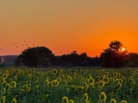 Floraler Sonnenaufgang - gesehen in Dachsbach (Foto: Herbert Nitsche)