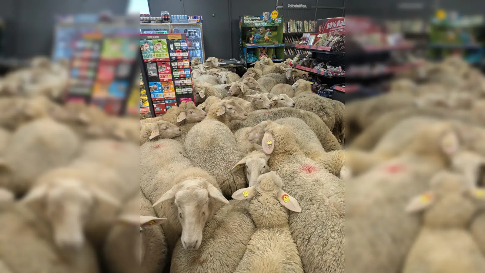 Rund 50 Schafe statteten einem Supermarkt einen Besuch ab - der macht daraus Werbung. (Handout) (Foto: -/REWE Group/dpa)