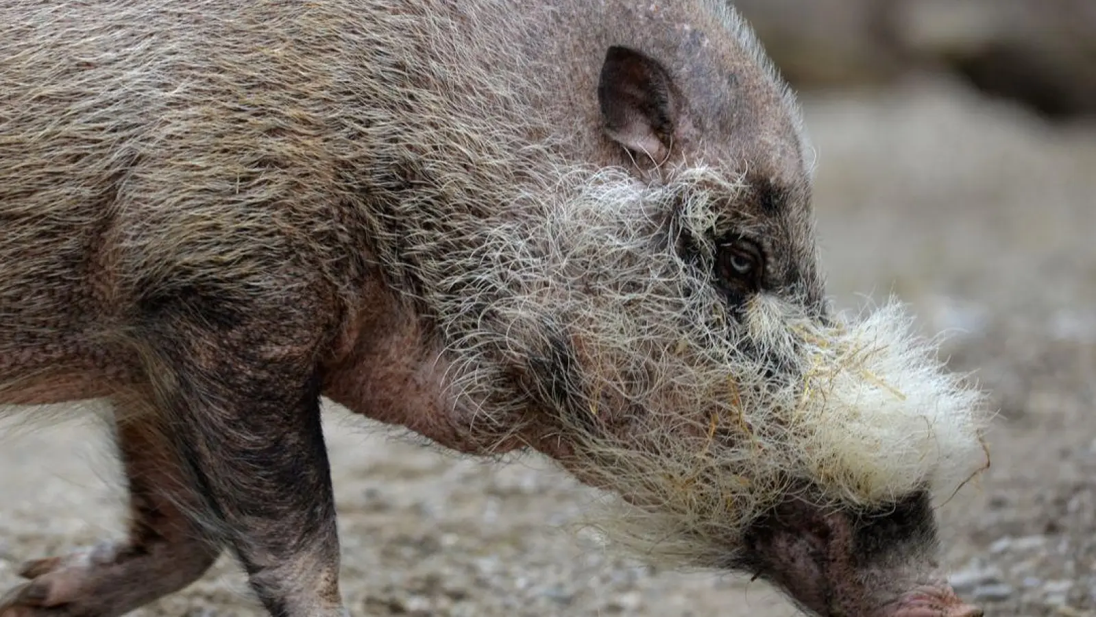 Die Pandemie habe gravierende Auswirkungen nicht nur auf Tiere, warnen Experten. (Foto: Frank Leonhardt/dpa)