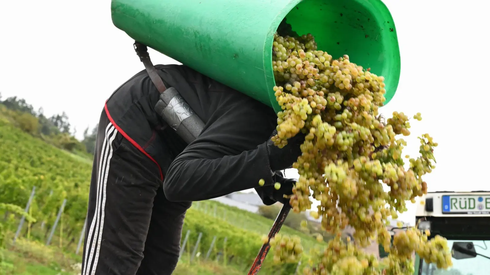 Von Baden bis zum Rheingau ist die Weinlese schon beendet. (Foto: Arne Dedert/dpa)