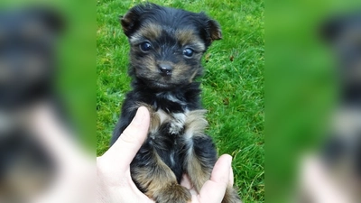 Wer ein Tier aufnehmen möchte, sollte sich überlegen, ob ausreichend Platz und Zeit für das neue Familienmitglied vorhanden sind. (Foto: Veterinäramt Ansbach)