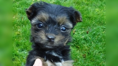 Wer ein Tier aufnehmen möchte, sollte sich überlegen, ob ausreichend Platz und Zeit für das neue Familienmitglied vorhanden sind. (Foto: Veterinäramt Ansbach)