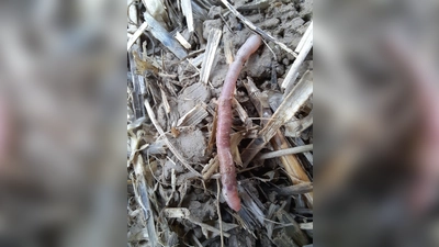 Der neu entdeckte bayerische Regenwurm Helodrilus bavaricus ist weltweit einzigartig. (Handout)  (Foto: Roswitha Walter/Bayerische Landesanstalt für Landwirtschaft/dpa)