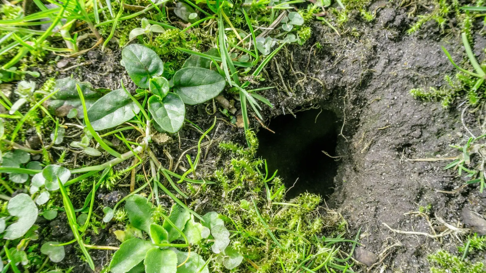 Stolperfalle auf dem Grünstreifen: Aber ist eine Gemeinde im Zuge der Verkehrssicherungspflicht immer gehalten, solche Stellen zu markieren oder sie zu entfernen? (Foto: Markus Scholz/dpa-tmn)