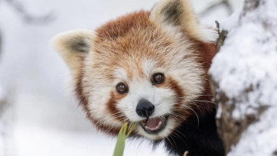 Ausgebüxt und wieder eingefangen: Panda-Zwillinge nutzten den Schnee in der Schweiz für ein Abenteuer.   (Foto: -/Walter Zoo/dpa)