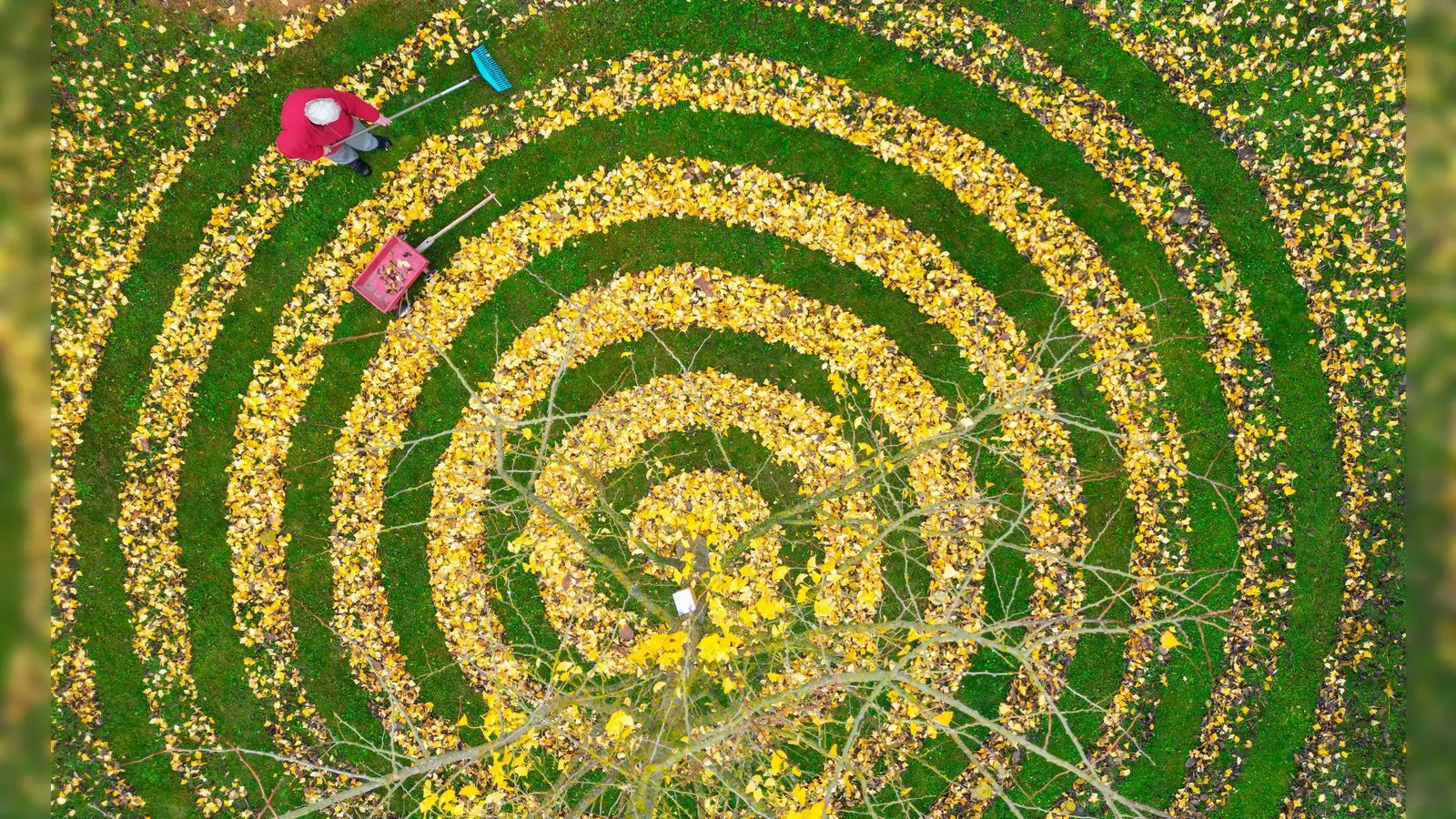 Herbstkunst im Garten: Ginkgo-Blätter in Spiralenform in einem Garten in Petersdorf (Foto: Patrick Pleul/dpa)