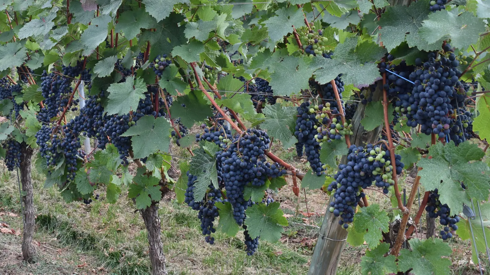 Der Ipsheimer Weinbauverein wünscht sich ein Konzept für die Bewässerung in den Weinbergen. (Archivbild: Ute Niephaus)