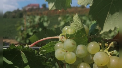 Die Hauptweinlese wird in diesem Jahr in Ipsheim wohl nicht vor Mitte September beginnen. (Archivfoto: Katrin Merklein)