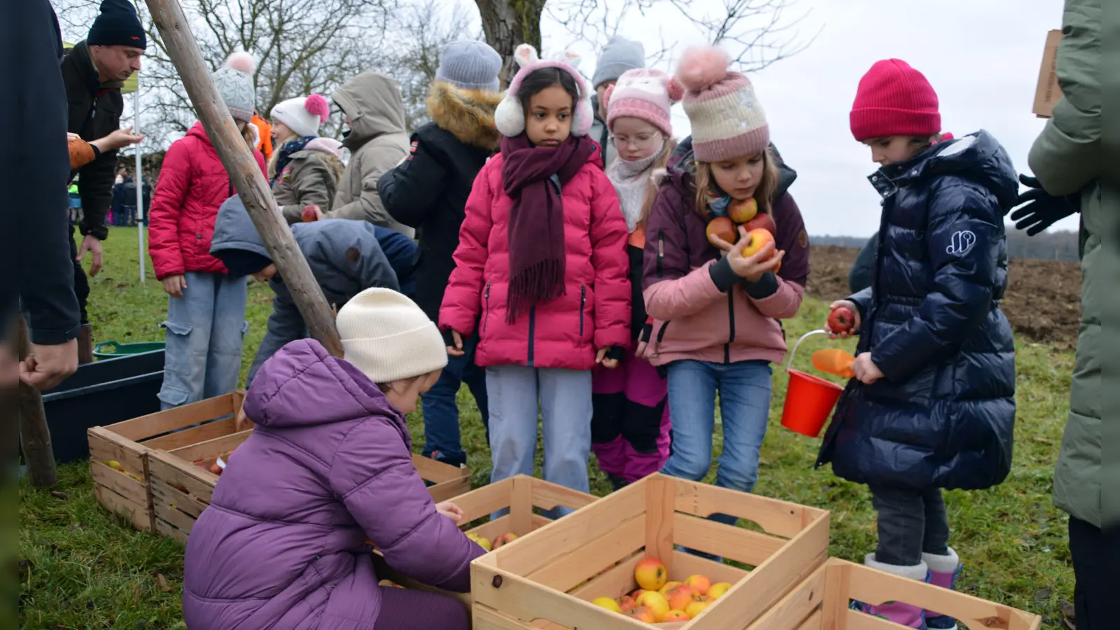 Auf die Äpfel, fertig, los: Die Kinder schnappten sich gleich ihre Früchte, um sie kurze Zeit später in der Presse in Saft zu verwandeln. (Foto: Johannes Zimmermann)