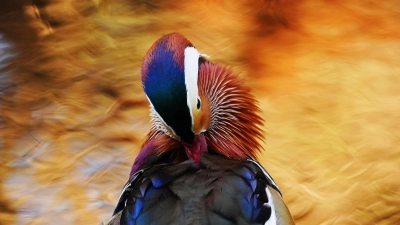 Eine Mandarinenten putzt sich am Wasser im Botanischen Garten von Dublin. (Foto: Brian Lawless/PA Wire/dpa)