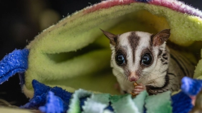 Tierschützer raten davon ab, Sugar Glider privat zu halten.  (Foto: Marc Jeworrek/Deutscher Tierschutzbund/dpa)