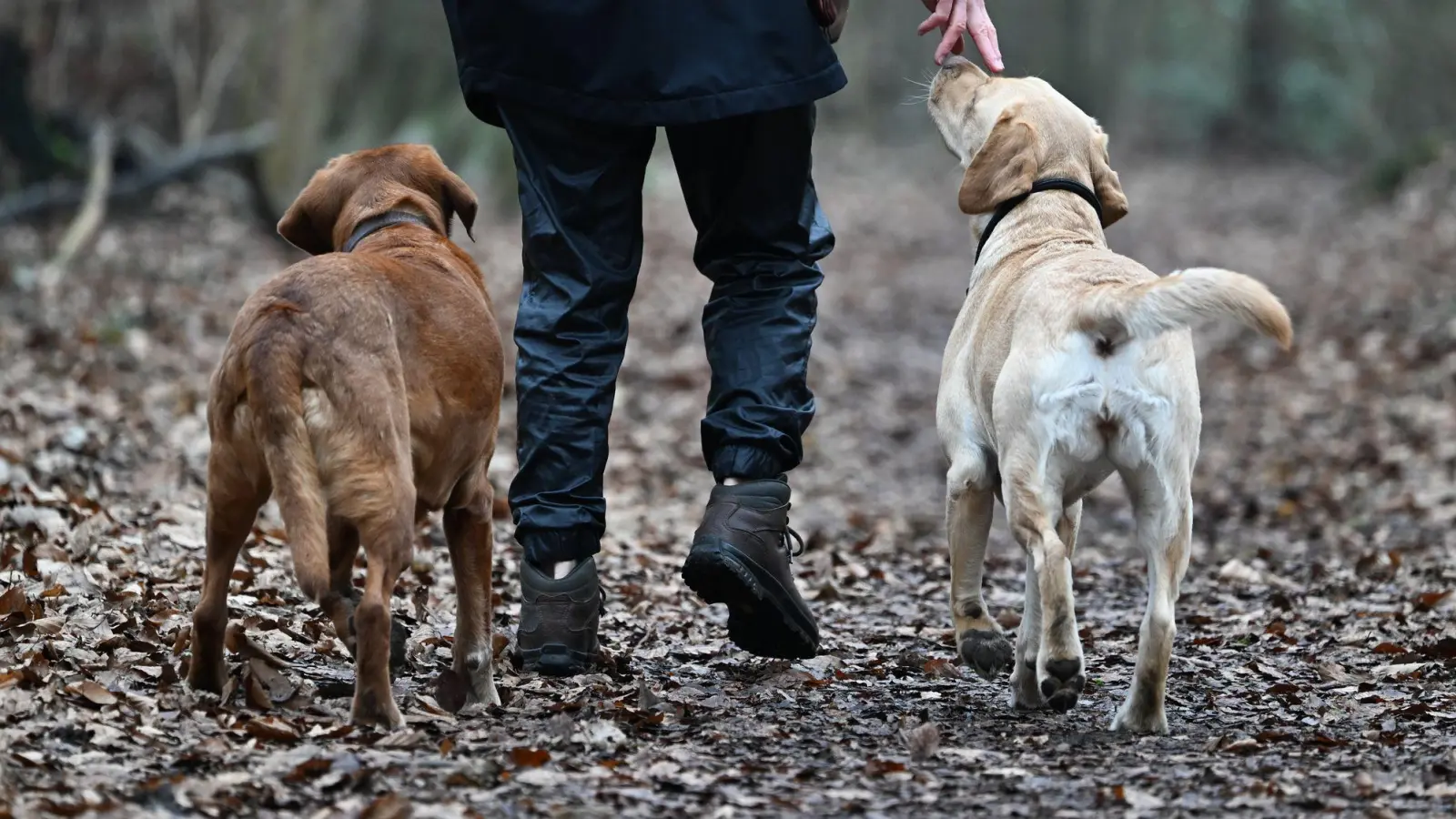 Zwei Hunde aus einem Wurf gleichzeitig großziehen? Das kann selbst für erfahrene Hundehalter zur Herausforderung werden. (Foto: Arne Dedert/dpa/dpa-tmn)