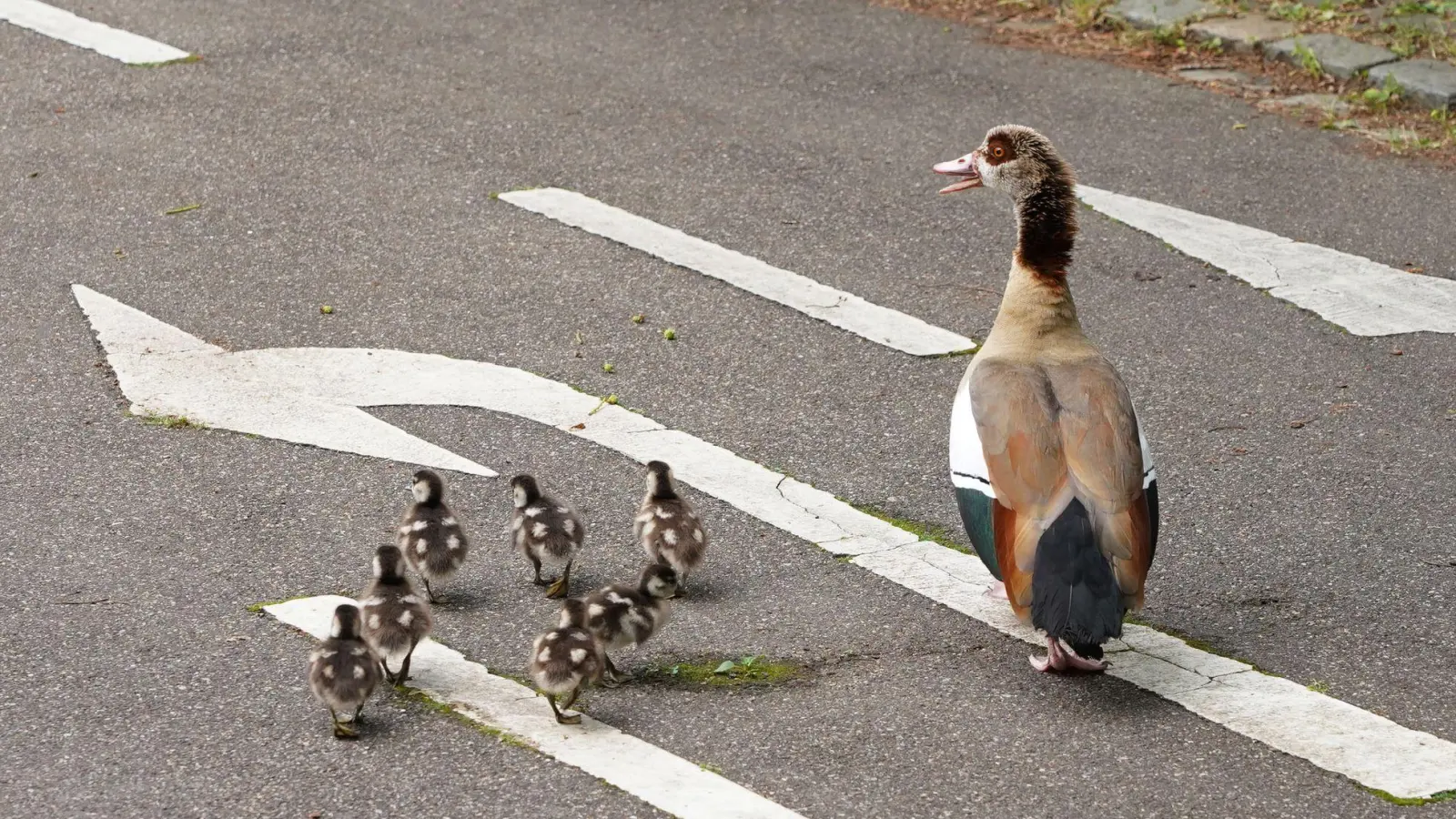 Eine Entenfamilie überquert eine Straße. (Archivbild) (Foto: Andreas Rosar/dpa)