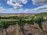 Blick in Windsheimer Bucht - gesehen in den Ipsheimer Weinbergen (Foto: Ernst Ripka)