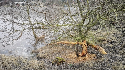 Von der im Winter ungeminderten Aktivität der am Weiher ansässigen Nagetiere zeugt dieser frisch bearbeitete Baum. (Foto: Jürgen Binder)