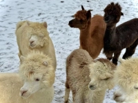 Mollig warm eingepackt - gesehen in Neuhof (Foto: Melanie Geißendörfer)