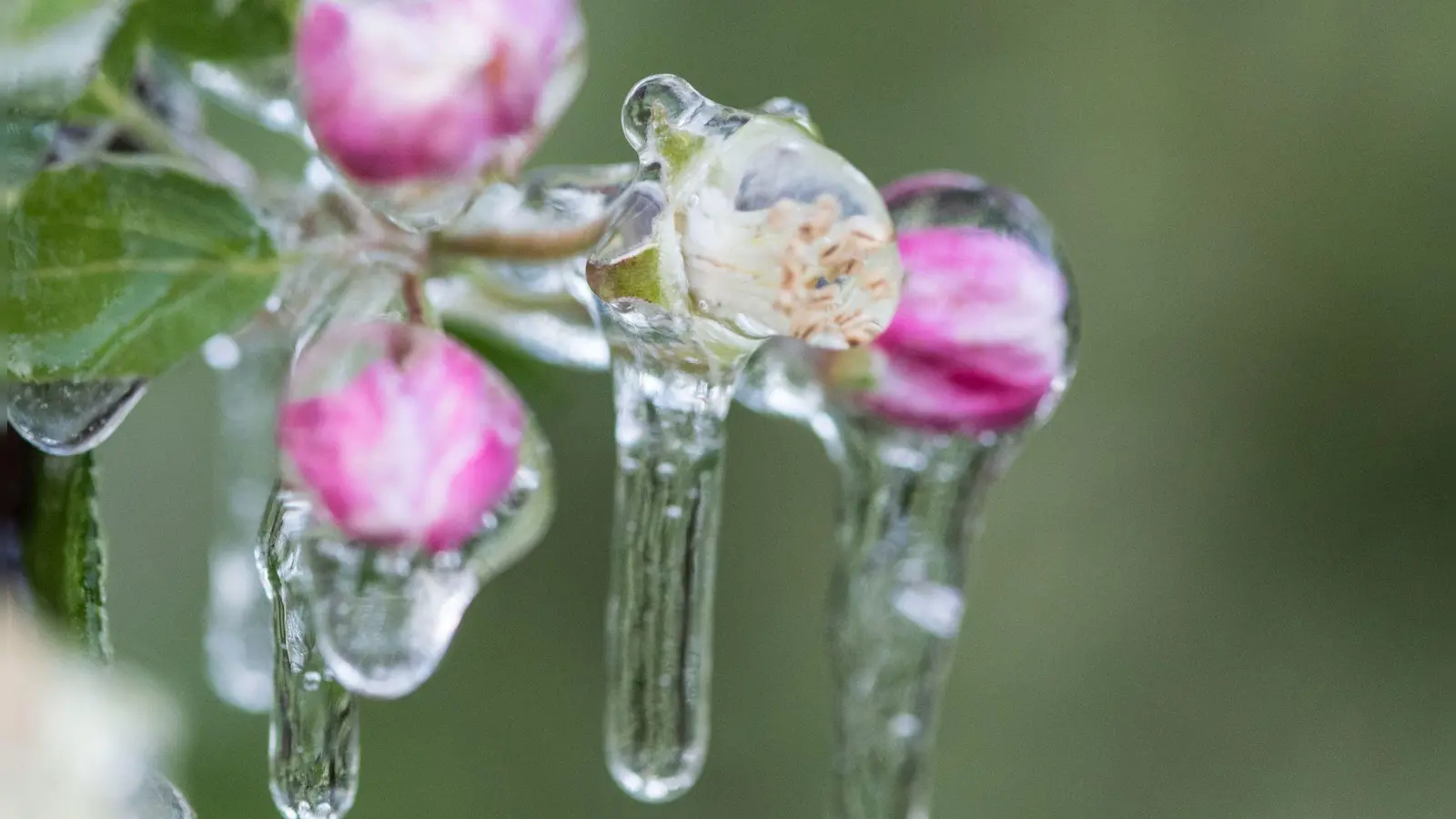 Die Blüten von Obstbäumen wie Apfel sind empfindlich gegenüber Spätfrösten im Mai. (Foto: Patrick Seeger/dpa/dpa-tmn)
