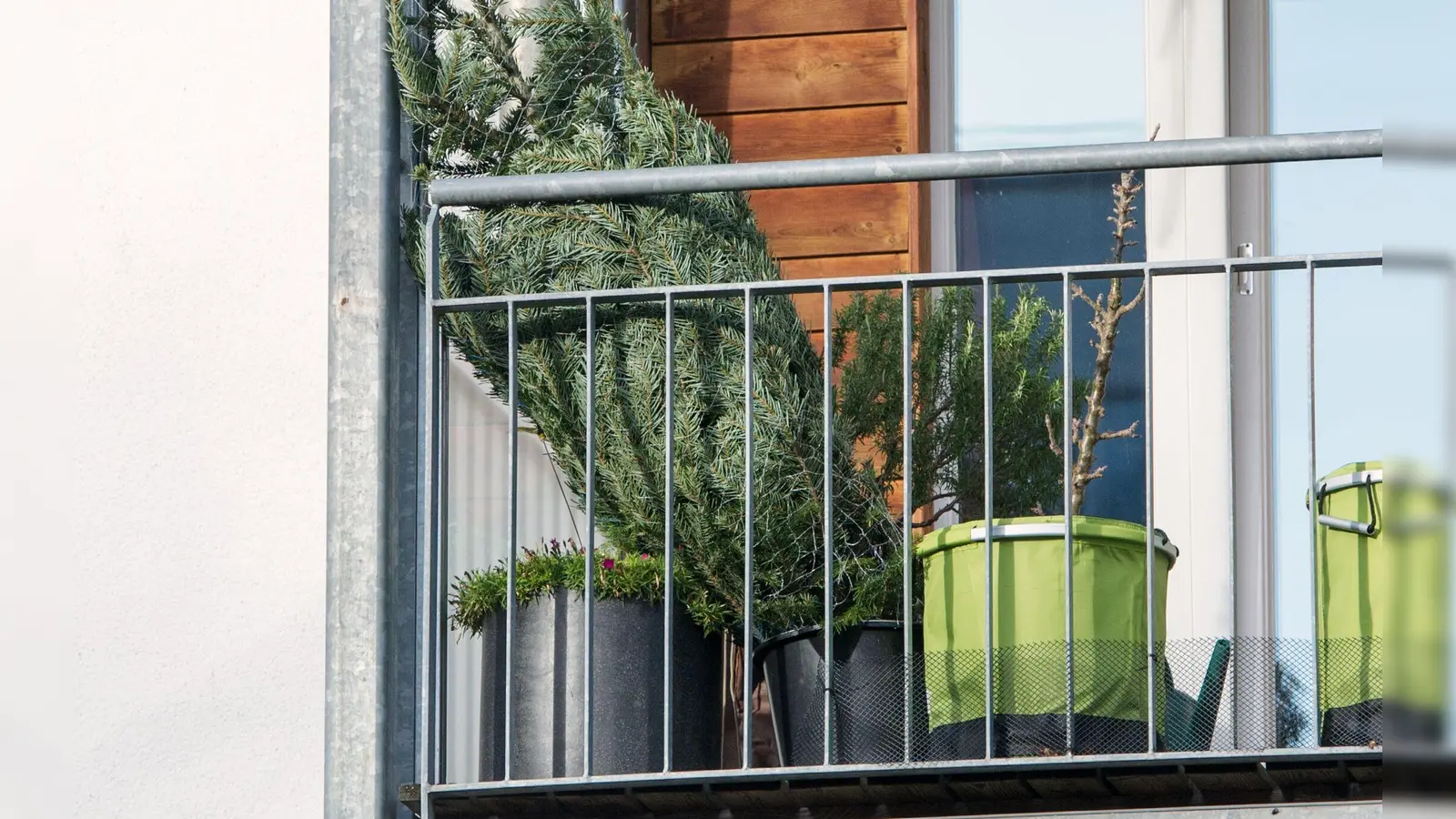 Aufrecht stehend im Netz und draußen lagert der Weihnachtsbaum am besten bis zum Fest. (Foto: Tobias Hase/dpa-tmn)