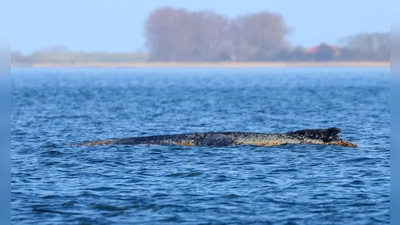 Der Buckelwal braucht Ruhe. (Foto: Bodo Marks/dpa)