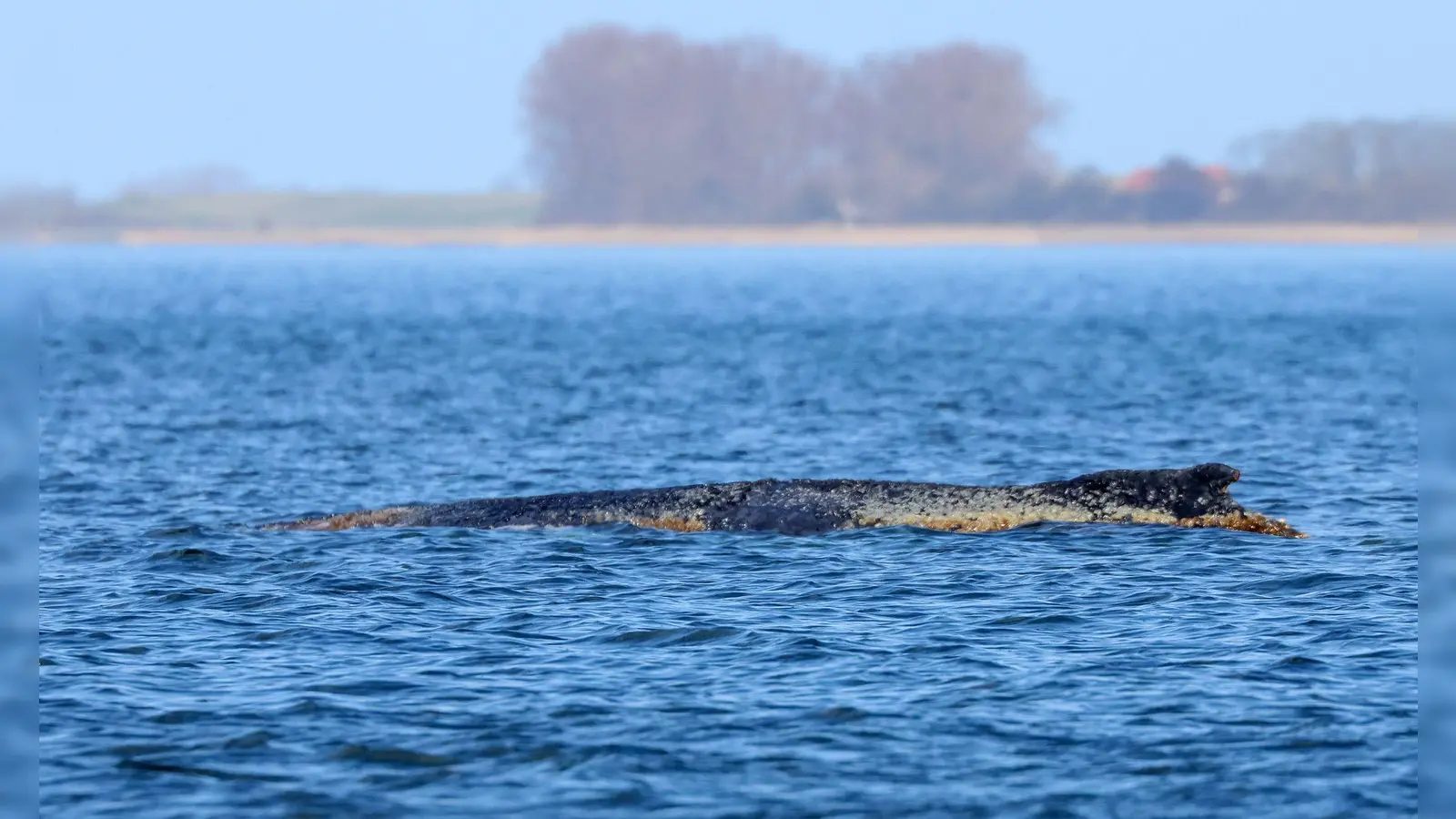 Der Buckelwal braucht Ruhe. (Foto: Bodo Marks/dpa)