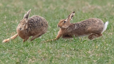 Zwei Feldhasen laufen über ein Feld. Meister Lampe breitet sich wieder in Deutschland aus – hat aber auch mit einer neuartigen Krankheit zu kämpfen. (Symbolbild) (Foto: Boris Roessler/dpa)
