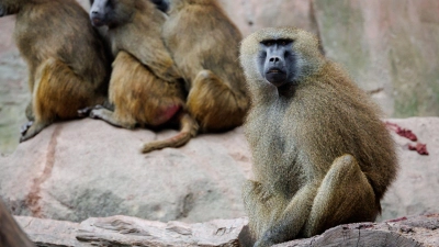 Die Pavian-Gruppe im Nürnberger Tiergarten ist zu groß für das Gehege geworden. (Archivfoto)  (Foto: Daniel Karmann/dpa)