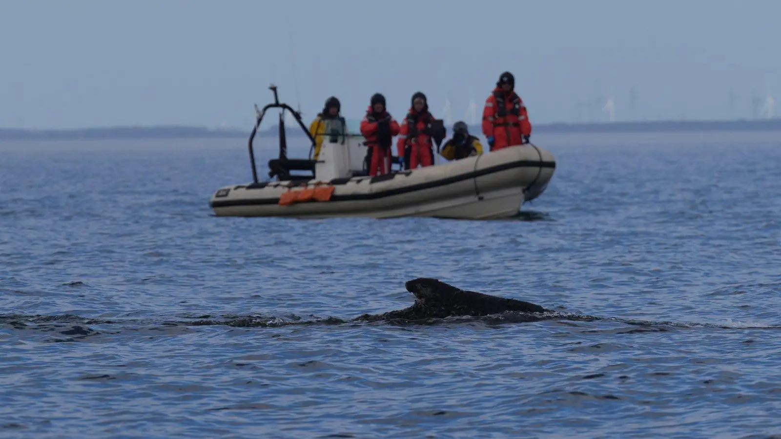 Nach der überraschenden Rettung des Wals vor Timmendorfer Strand begleiteten Mitglieder der Meeresschutzorganisation sowie von Greenpeace das Tier mit Schlauchbooten.  (Foto: Marcus Brandt/dpa)