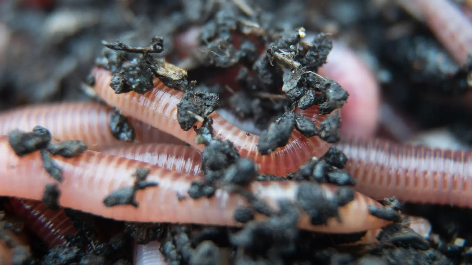 Die Regenwürmer haben in den verschiedenen Segmenten ihres Körpers starke Muskeln, die sie längs und quer einsetzen. Damit können sie lange Gänge in den Böden graben, die auch andere Tiere nutzen. (Foto: Sebastian Gollnow/dpa/dpa-tmn)