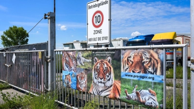 Der von dem Tiger angegriffene Pfleger ist gestorben. (Archivbild) (Foto: Heiko Rebsch/dpa)