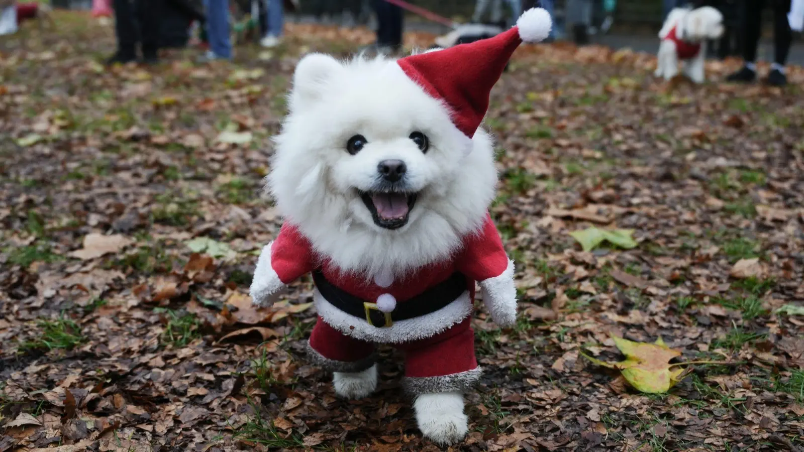 Ein Hund nimmt an der Weihnachtspulli-Parade von „Rescue Dogs of London and Friends“ teil. (Foto: Jeff Moore/PA Wire/dpa)