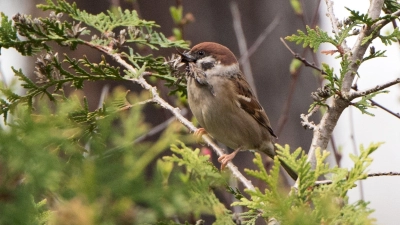 Damit Vögel wie der Feldsperling im Frühling und Sommer in aller Ruhe in den Gehölzen Nester bauen und brüten können, gibt es ein Rodungsverbot. (Foto: Andrea Warnecke/dpa-tmn)