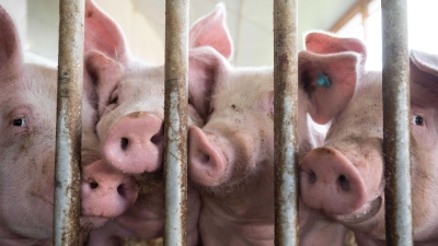 Schweine stehen in einem Schweinestall. Im Schlachthof in Augsburg dürfen nun keine Schweine mehr geschlachtet werden, weil es zu Fehlern bei der Betäubung der Tiere kam. (Symbolbild) (Foto: Marijan Murat/dpa)