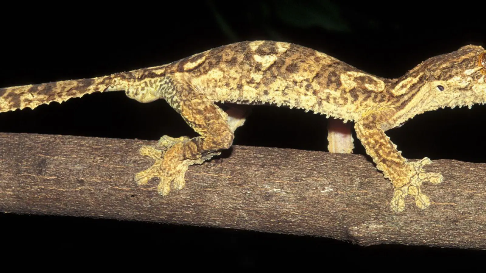 Ein Blattschwanzgecko aus Madagaskar sitzt auf einem Ast. (Foto: Jörn Köhler/SNSB-ZSM/dpa)