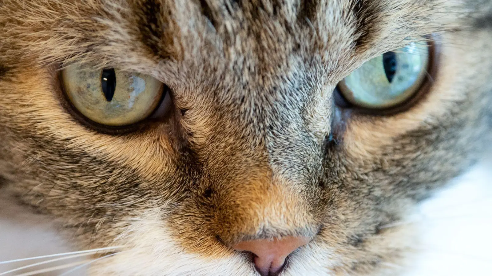 23 Katzen wurden an den Tierschutz übergeben. (Symbolbild) (Foto: Sven Hoppe/dpa)