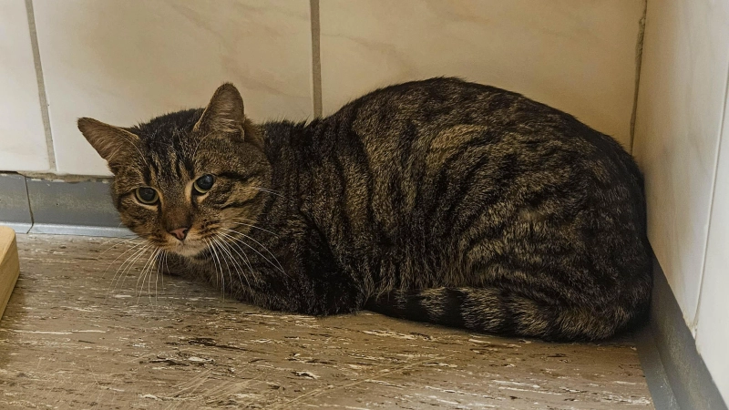Neun Katzen wie diese suchen ein neues Zuhause. Sie wurden vom Veterinäramt aus einer verwahrlosten Wohnung gerettet. (Foto: Veterinäramt Ansbach/Jan Glöckel)