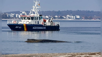 Ein Wal ist an der Ostseeküste vor Niendorf gestrandet, im Hintergrund ein Boot der Küstenwache. Die Polizei hat das Gelände abgesperrt, um das Tier nicht zu beunruhigen. (Foto: Ulrich Perrey/dpa)