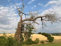 Werden und Vergehen - gesehen bei Linden (Foto: Renate Lindner)