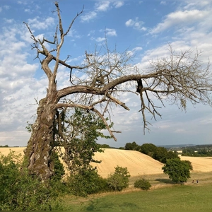 Werden und Vergehen - gesehen bei Linden (Foto: Renate Lindner)