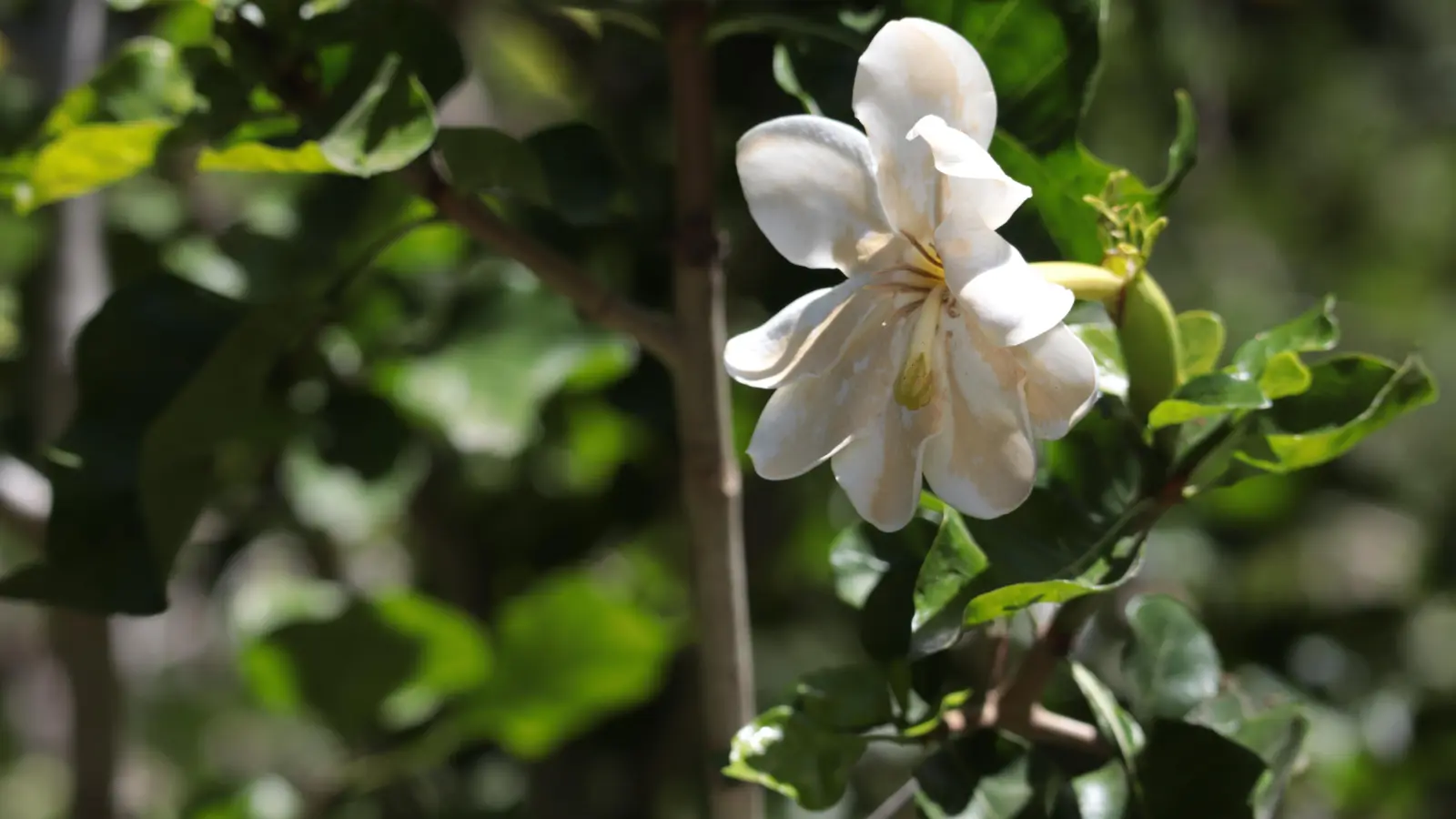 Blühende Farbtupfer überall. (Foto: Gudrun Bayer)