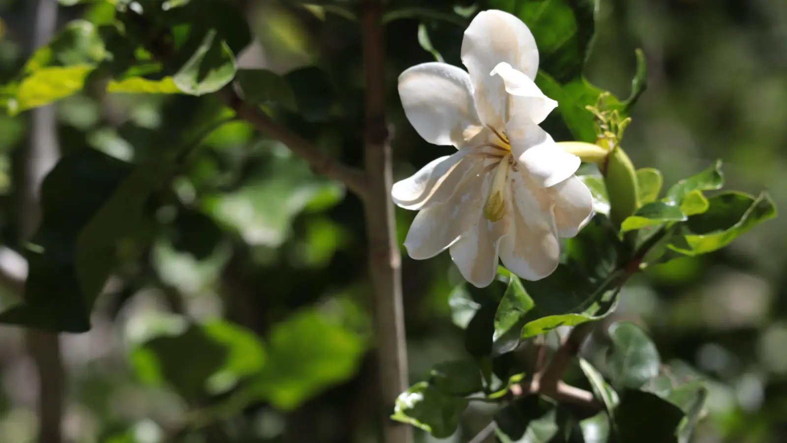 Blühende Farbtupfer überall. (Foto: Gudrun Bayer)