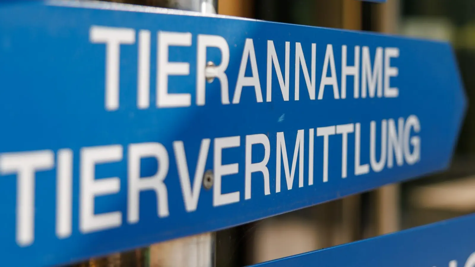 Im Tierheim Nürnberg wird ein Teil der gefundenen Tiere versorgt. (Archivfoto)  (Foto: Daniel Karmann/dpa)