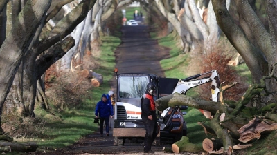 Aufräumarbeiten in der der „Dark Hedges“ genannten Straße. (Foto: Liam Mcburney/PA Wire/dpa)