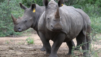 Die Hörner von Nashörnern sind heiß begehrt - vor allem in Asien. (Foto: Kristin Palitza/dpa)